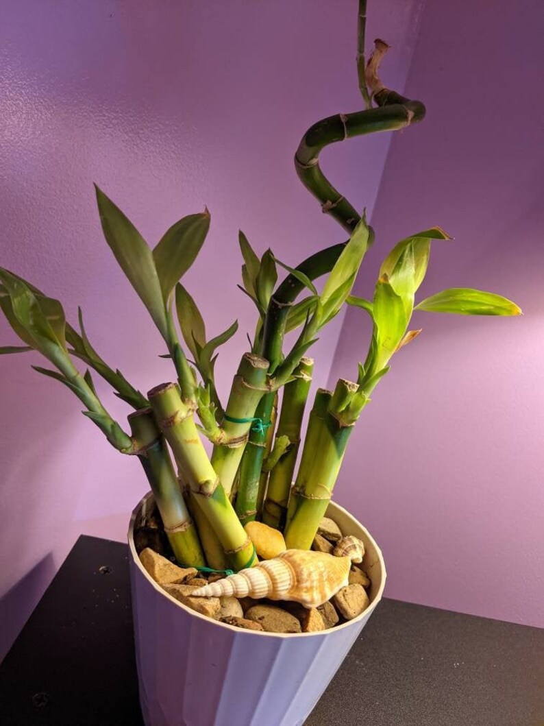 Lucky Bamboo Tropical Potted Plant Symbolic Plant Gift Etsy