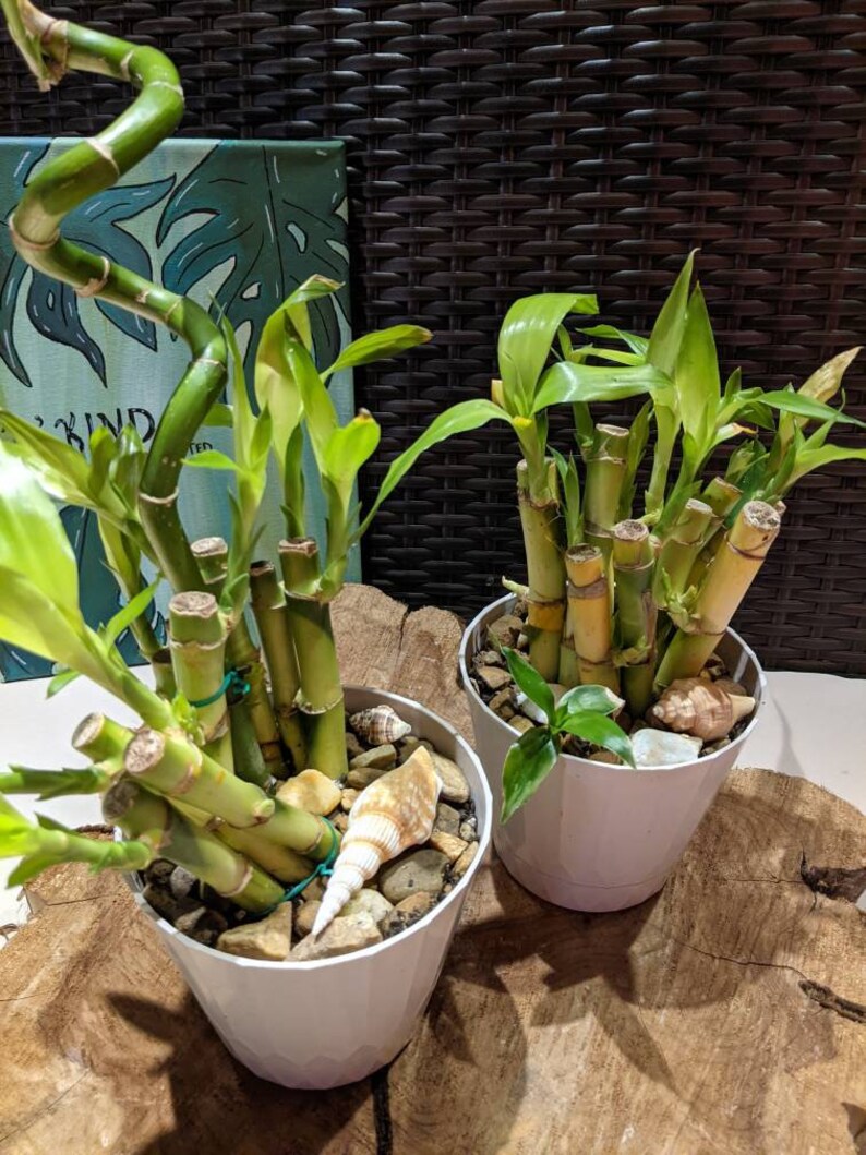 Lucky Bamboo Tropical Potted Plant Symbolic Plant Gift Etsy