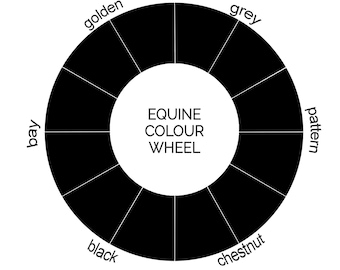 Equine Photography Colour Guide, Perfect for Welcome Guide or Magazine!