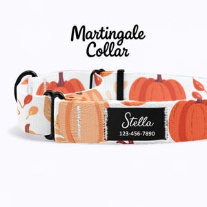 Puede incluir: Un collar Martingale blanco con un estampado de calabazas. El collar presenta calabazas naranjas y hojas de otoño. Una etiqueta negra muestra el nombre "Stella" y un número de teléfono.