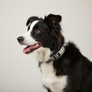 May include: A black and white Border Collie wearing a light green collar with a forest and bird pattern. The collar features a black rectangular tag with the white text SCOUT and the phone number 123-456-7890 printed on the surface.