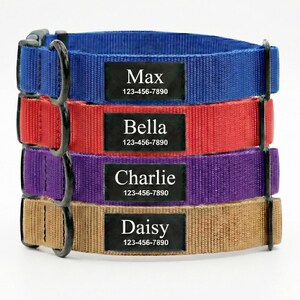 Può includere: Quattro collari per cani impilati in blu, rosso, viola e beige. Ogni collare ha una targhetta rettangolare nera con il nome del cane e un numero di telefono in bianco. I collari hanno finiture in metallo nero.