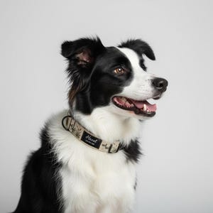 May include: A black and white Border Collie wearing a beige dog collar featuring a nature-inspired pattern of reeds and ducks. The collar includes a black rectangular name tag with the name Hazel and the phone number 123-456-7890 printed in white.