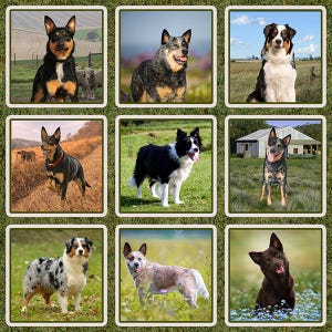 May include: A grid of nine square images featuring various herding dog breeds in outdoor settings. The dogs include black and tan, blue heeler, and merle coat patterns, captured in fields, pastures, and grassy meadows with natural lighting.