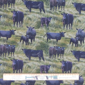 Quilting Patchwork Sewing Fabric Black Angus Cows 50x55cm Fq