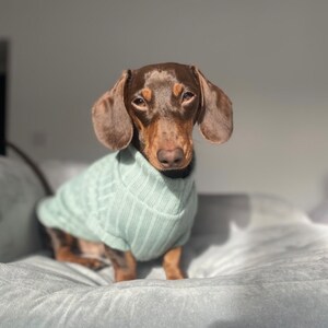 Dachshund stretch Jummies image 10