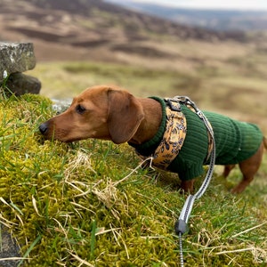 Dachshund stretch Jummies image 6