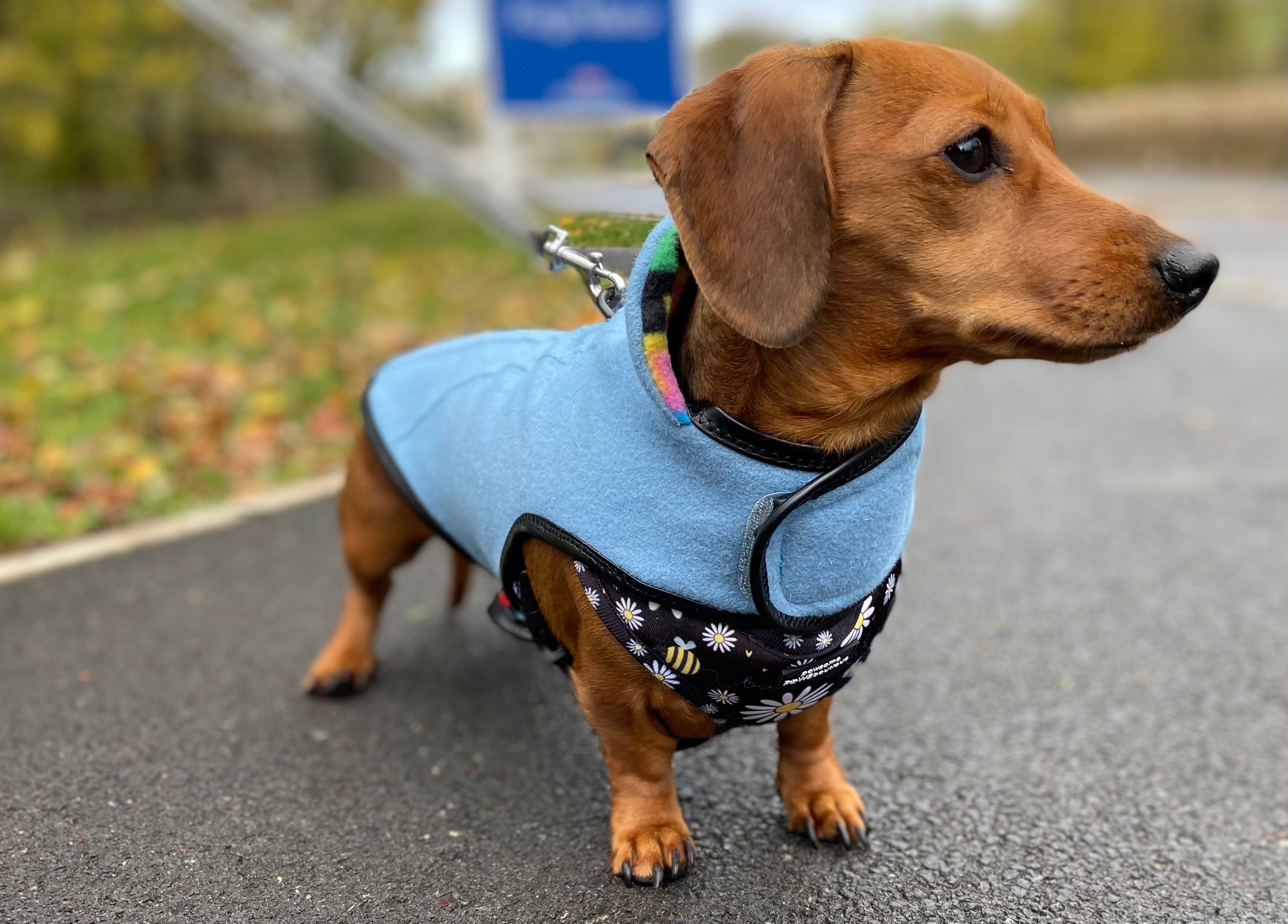 Sunday best dachshund dog coat Etsy