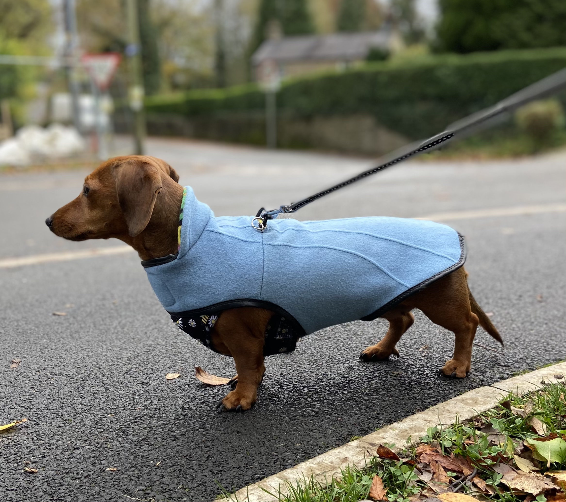 Sunday best dachshund dog coat Etsy