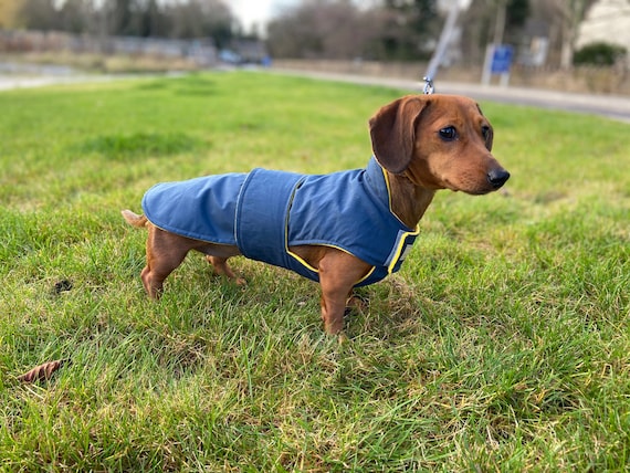 Dachshund wax coat Clearance