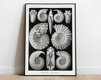 Nautilus Shells Etsy