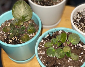 Violeta africana, Esquejes enraizados, Esquejes de plantas vivas, Planta violeta africana, Esquejes de plantas para propagación, Planta viva violeta africana