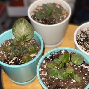 African Violet, Rooted Cuttings, Live Plant Cuttings, African Violet Plant, Plant Cuttings for Propagation, African Violet Live Plant