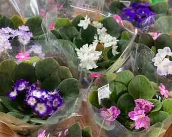 African Violet | Leaves, African Violet Plant | Cutting, African Violet Plant Cuttings, African Violet Leaf, African Violet Soil