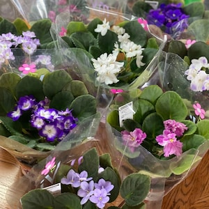 African Violet | Leaves, African Violet Plant | Cutting, African Violet Plant Cuttings, African Violet Leaf, African Violet Soil