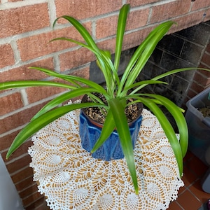 May include: A green spider plant in a blue ceramic pot with a white crocheted doily underneath. The plant is growing in a brown pot with soil.