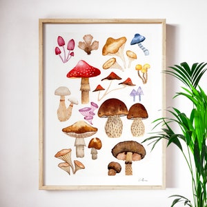 Pu&ograve; includere: Dipinto ad acquerello di vari funghi in diversi colori e forme, tra cui rosso, marrone, bianco e viola. I funghi sono disposti in uno schema a griglia su uno sfondo bianco.