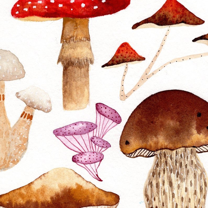 Pu&ograve; includere: Dipinto ad acquerello di vari funghi in diversi colori e forme. I funghi sono dipinti in uno stile realistico con dettagli come macchie, lamelle e steli.