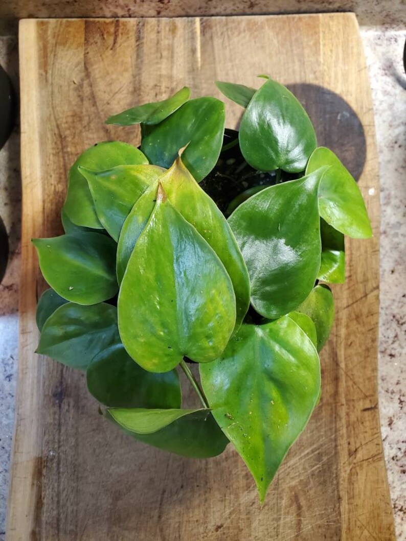 Heart Leaf Pothos Tropical Live Houseplant Etsy