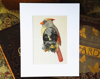 Cardinal Painting, original art, female cardinal illustration on original book page from the 1800's
