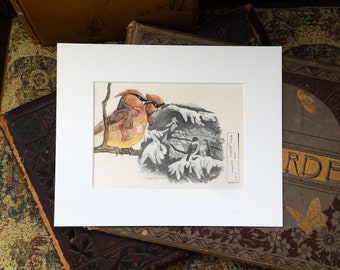 Cedar Waxwings, original painting on original book page from the 1800's, gift for birder or book lover
