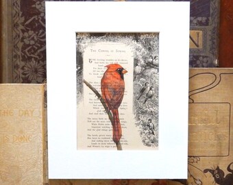 Cardinal, original painting of a male Cardinal on an original book page from the 1800's