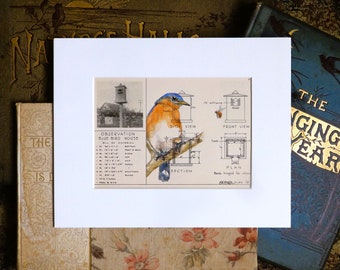 Bluebird, original painting on an original book page from 1924, birdhouses