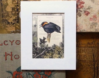 Red-wing Blackbird, original painting on original book page from the 1800's