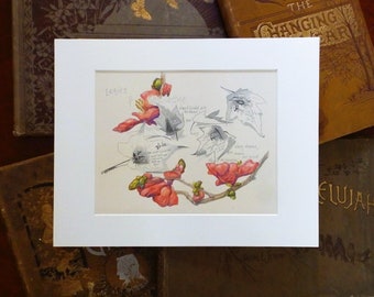 Quince Painting, ornamental quince, original watercolor painting on original book page from the 1800's, spring flowers