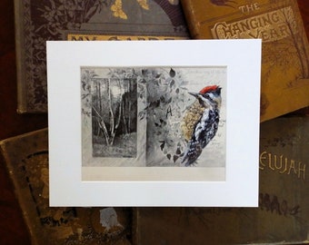 Woodpecker Painting on original antique book page from the 1800's, original painting, Yellow-bellied Sapsucker, gift for birder