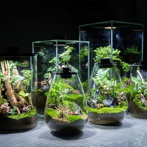 Bio Bottles Emerald Garden Mini Desktop Terrarium
