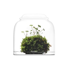 Bio Bottles Emerald Garden Mini Desktop Terrarium (Bubble Cup Set) [ Wabi-Kusa ]