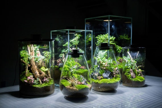 hjælp syndrom Ufrugtbar Bio Bottles Emerald Garden Mini Desktop Terrarium - Etsy