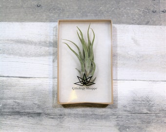 Air Plant Add on Gift | Tillandsia Caput Medusae Air Plant | Shipped in Gift Box | Gorgeous Air Plant | Great Gift Addition | Gifts for Her