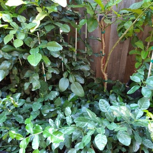 Large 38&quot; tall fruiting Kaffir Line fruit trees, live, fresh, organic.  These are stronger types with healthy roots and beautiful leaves.