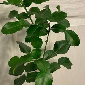 Op de afbeelding: Een close-up van een kaffir limoenplant met levendige groene bladeren. De bladeren hebben een kenmerkende dubbelgelobde vorm en de stelen van de plant zijn donkergroen. De plant staat tegen een witte achtergrond.