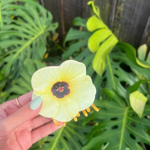 May include: A light yellow flower with a dark center and yellow stamens is held in a hand with a light green manicure. The flower is in front of large green leaves and a wooden fence.