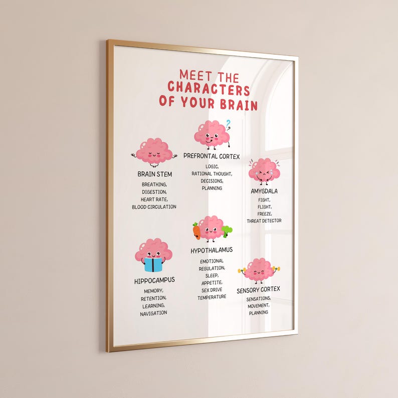 May include: A colorful infographic poster with cartoon brain illustrations representing different parts of the brain. Each brain has a name and a list of functions, including the brain stem, prefrontal cortex, amygdala, hypothalamus, hippocampus, and sensory cortex.