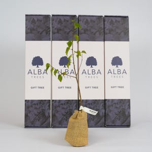 Silver Birch Gift Tree / Gardening Gift / Environmentally Friendly