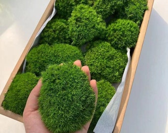 Cojín de musgo con bollo boutique: decoración de pared, decoración moderna para el hogar