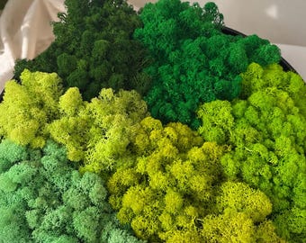 Musgo de reno preservado: decoración de pared verde natural, manualidades (425 g)
