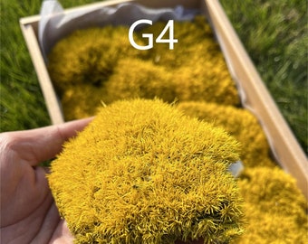 Preserved Moss: Decorative Green Moss for Terrariums & Fairy Gardens