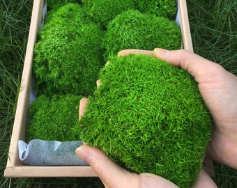 Every Piece Moss is More Round and Chunky,Soft and Fluffy,Stabilized Boutique Moss,Premium Pole Moss ,Modern Home Decor Moss,Moss for Crafts