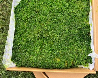 Musgo laminar preservado: verde natural para terrarios y decoración de paredes