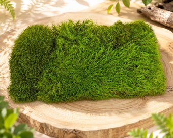 Musgo de almohada Feleece Premium de 3 colores, musgo natural para terrario, jardín de hadas, bonsái, vivario, arte con musgo y decoración del hogar, pared de musgo