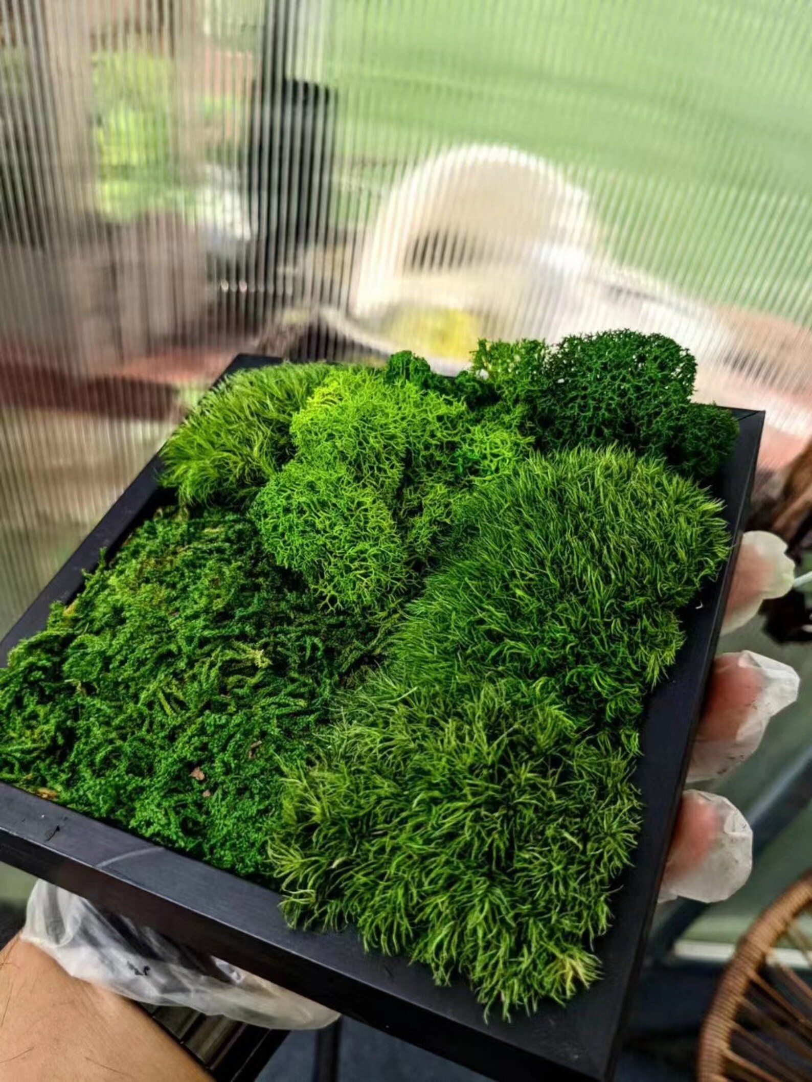 4color High Quality Pillow Moss Wall Decor Moss Green Decor Etsy