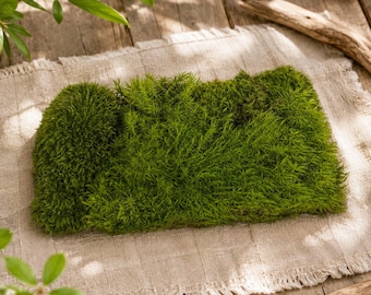 Musgo de almohada de vellón preservado, musgo de almohada preservado de primera calidad, musgo verde natural para terrarios (0,85 pies cuadrados/caja)