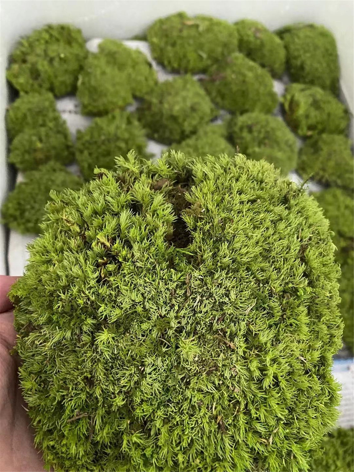 Bulk Wholesale Preserved Pole Moss Pillow Moss Bun Moss Etsy