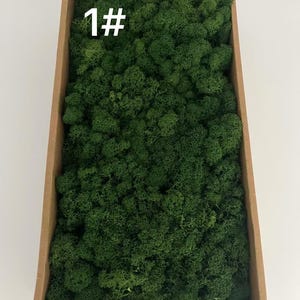 5oz Light green preserved reindeer moss, wall moss tool, wall decoration DIY, Terrarium