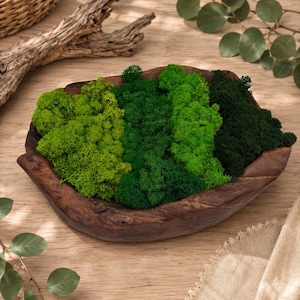 Preserved Reindeer Moss for Crafts, Wall Art, Terrarium Supplies, Natural Decor